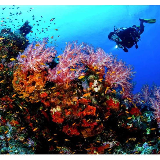 AWARE - Coral Reef Conservation | Scuba Diving | Scuba Store